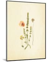 French Herbarium 4-Devon Ross-Mounted Art Print