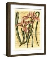 French Iris-Samuel Curtis-Framed Art Print