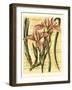 French Iris-Samuel Curtis-Framed Art Print