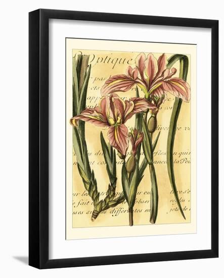 French Iris-Samuel Curtis-Framed Art Print