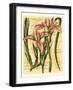 French Iris-Samuel Curtis-Framed Art Print