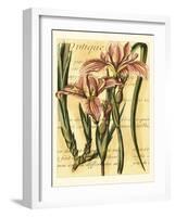 French Iris-Samuel Curtis-Framed Art Print