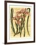 French Iris-Samuel Curtis-Framed Art Print