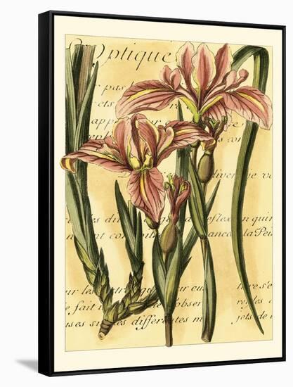 French Iris-Samuel Curtis-Framed Stretched Canvas