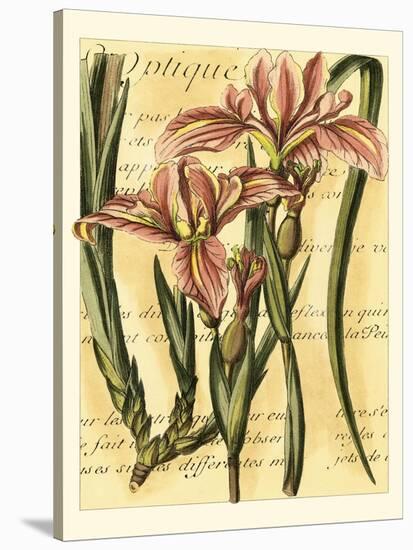 French Iris-Samuel Curtis-Stretched Canvas