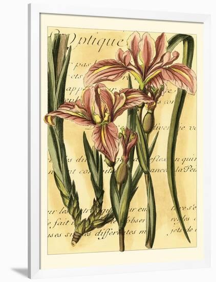 French Iris-Samuel Curtis-Framed Art Print