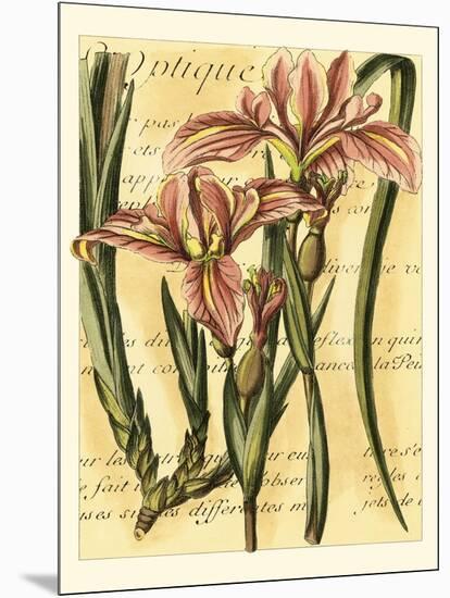 French Iris-Samuel Curtis-Mounted Art Print