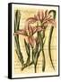 French Iris-Samuel Curtis-Framed Stretched Canvas