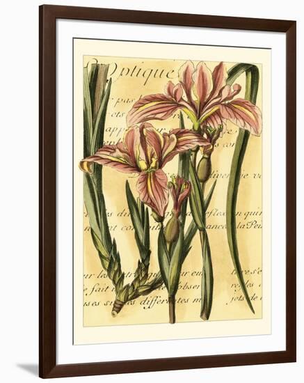 French Iris-Samuel Curtis-Framed Art Print