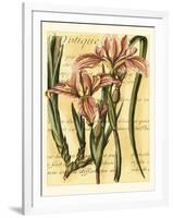 French Iris-Samuel Curtis-Framed Art Print