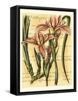 French Iris-Samuel Curtis-Framed Stretched Canvas