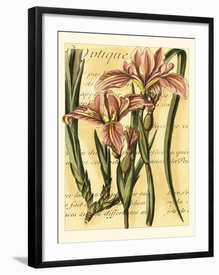 French Iris-Samuel Curtis-Framed Art Print