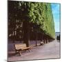 French Jardin No. 9-Alan Blaustein-Mounted Photographic Print