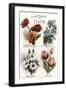 French Language of Flowers-null-Framed Art Print