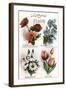 French Language of Flowers-null-Framed Art Print