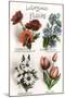 French Language of Flowers-null-Mounted Art Print