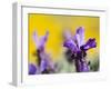 French Lavender at the Costa Vicentina, Algarve, Portugal. Portugal-Martin Zwick-Framed Photographic Print