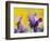 French Lavender at the Costa Vicentina, Algarve, Portugal. Portugal-Martin Zwick-Framed Photographic Print