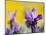 French Lavender at the Costa Vicentina, Algarve, Portugal. Portugal-Martin Zwick-Mounted Photographic Print