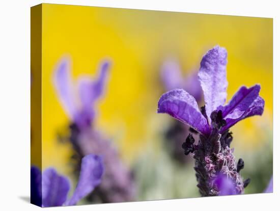 French Lavender at the Costa Vicentina, Algarve, Portugal. Portugal-Martin Zwick-Stretched Canvas