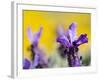 French Lavender at the Costa Vicentina, Algarve, Portugal. Portugal-Martin Zwick-Framed Photographic Print