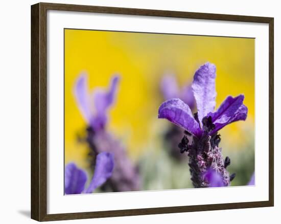 French Lavender at the Costa Vicentina, Algarve, Portugal. Portugal-Martin Zwick-Framed Photographic Print