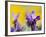 French Lavender at the Costa Vicentina, Algarve, Portugal. Portugal-Martin Zwick-Framed Photographic Print