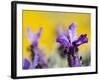French Lavender at the Costa Vicentina, Algarve, Portugal. Portugal-Martin Zwick-Framed Photographic Print