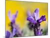 French Lavender at the Costa Vicentina, Algarve, Portugal. Portugal-Martin Zwick-Mounted Photographic Print