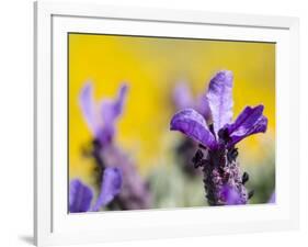 French Lavender at the Costa Vicentina, Algarve, Portugal. Portugal-Martin Zwick-Framed Photographic Print