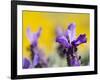 French Lavender at the Costa Vicentina, Algarve, Portugal. Portugal-Martin Zwick-Framed Photographic Print