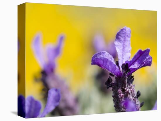 French Lavender at the Costa Vicentina, Algarve, Portugal. Portugal-Martin Zwick-Stretched Canvas