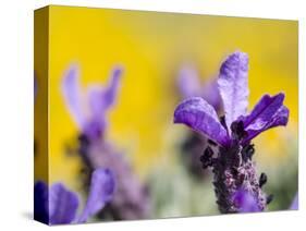 French Lavender at the Costa Vicentina, Algarve, Portugal. Portugal-Martin Zwick-Stretched Canvas