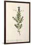 French Lavender, Plate 241 from 'A Curious Herbal', published 1782-Elizabeth Blackwell-Framed Giclee Print