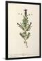 French Lavender, Plate 241 from 'A Curious Herbal', published 1782-Elizabeth Blackwell-Framed Giclee Print