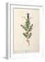 French Lavender, Plate 241 from 'A Curious Herbal', published 1782-Elizabeth Blackwell-Framed Giclee Print