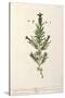 French Lavender, Plate 241 from 'A Curious Herbal', published 1782-Elizabeth Blackwell-Stretched Canvas