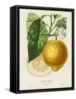 French Lemon Botanical I-A. Risso-Framed Stretched Canvas