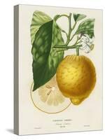 French Lemon Botanical I-A. Risso-Stretched Canvas