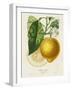 French Lemon Botanical I-A. Risso-Framed Art Print