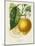 French Lemon Botanical I-A. Risso-Mounted Art Print