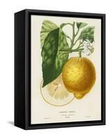 French Lemon Botanical I-A. Risso-Framed Stretched Canvas