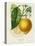 French Lemon Botanical I-A. Risso-Stretched Canvas