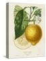 French Lemon Botanical I-A. Risso-Stretched Canvas