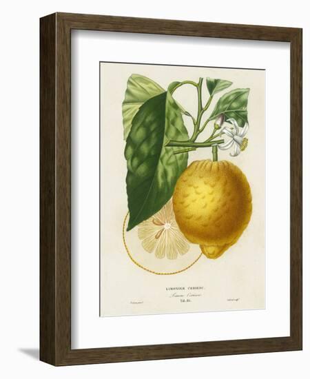 French Lemon Botanical I-A. Risso-Framed Art Print