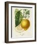 French Lemon Botanical I-A. Risso-Framed Art Print