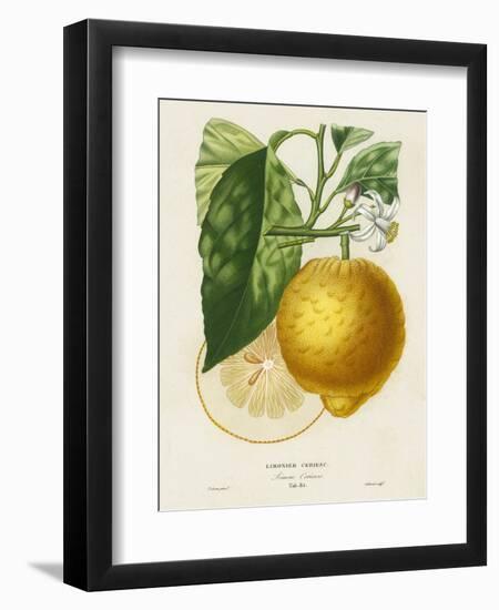 French Lemon Botanical I-A. Risso-Framed Art Print