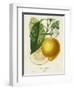 French Lemon Botanical I-A. Risso-Framed Art Print