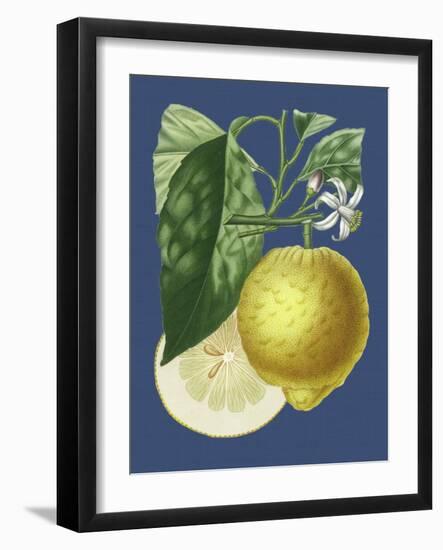 French Lemon on Navy I-A. Risso-Framed Art Print