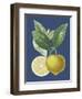 French Lemon on Navy II-A. Risso-Framed Art Print